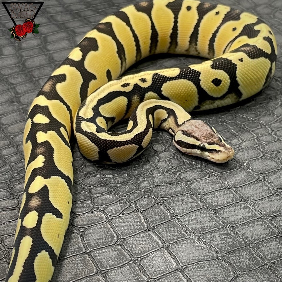 パステルDG DhetVPIアザン パイボール♀ | STOCK | 静岡県浜松市の